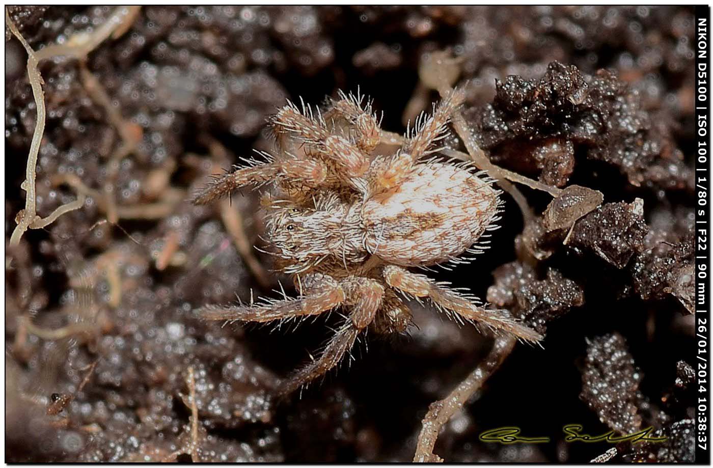 Thanatus sp. - Monte Santu Pedru (Alghero, SS)